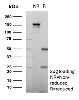 ATG5 Antibody