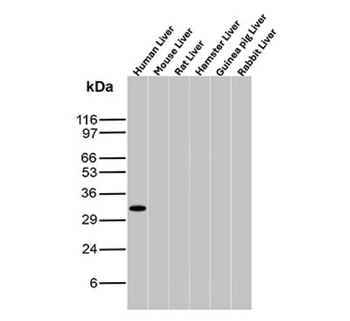 ATG5 Antibody