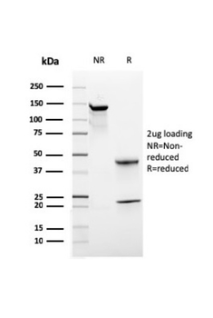 CD44 Antibody