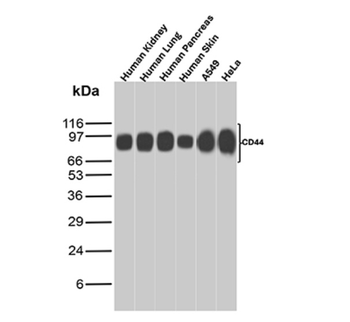 CD44 Antibody