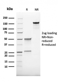 CD68 Antibody