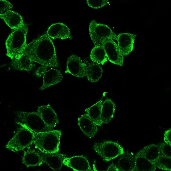 DAXX Antibody