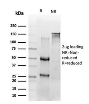 RELA Antibody