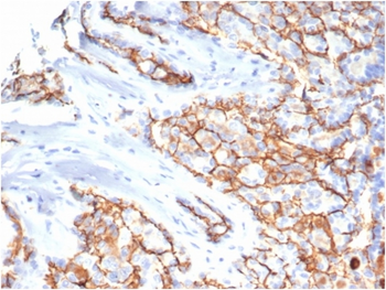 PROM1 Antibody