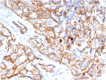 PROM1 Antibody