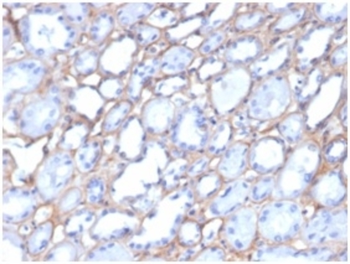 COL4A1 Antibody