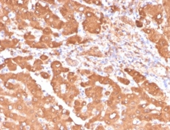 ALDH1A1 Antibody