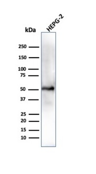 ALDH1A1 Antibody