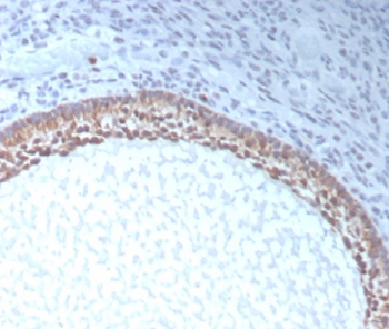 AMH Antibody
