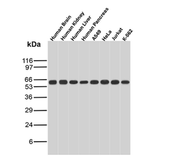 HSPD1 Antibody