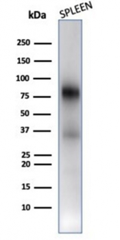 MPO Antibody
