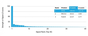 NT5E Antibody (Biotin)