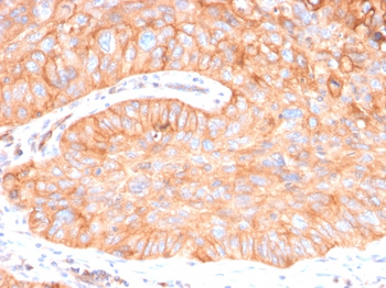 NT5E Antibody (Biotin)