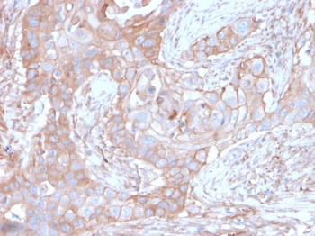 NT5E Antibody (Biotin)