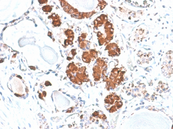 POMC Antibody