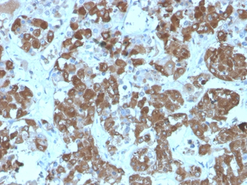 POMC Antibody