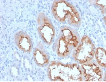 FGF23 Antibody