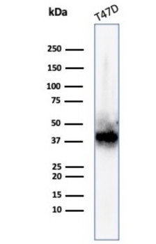FGF23 Antibody