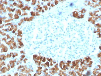 INSM2 Antibody