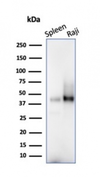 CD38 Antibody