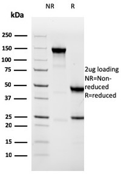 NAPSA Antibody (Biotin)