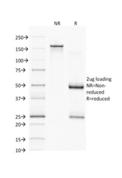 PAX7 Antibody