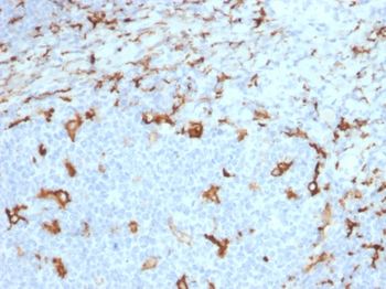 CD163 Antibody