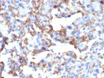 CD163 Antibody