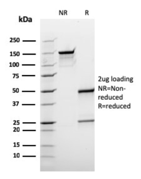 BCL10 Antibody