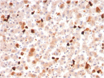 APOA1 Antibody