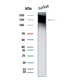 FTL Antibody