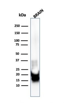 MBP Antibody