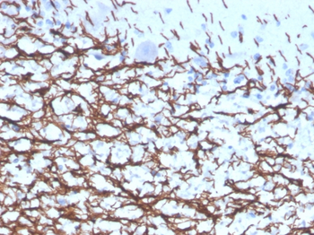 MBP Antibody