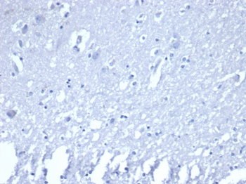 RORC Antibody
