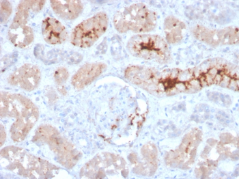 FGF23 Antibody
