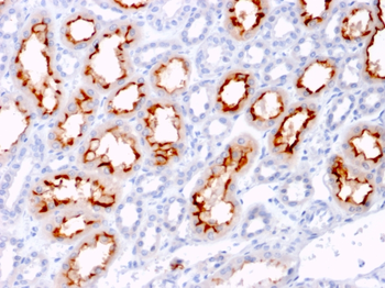TNFSF9 Antibody (Biotin)