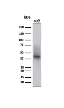 CD38 Antibody