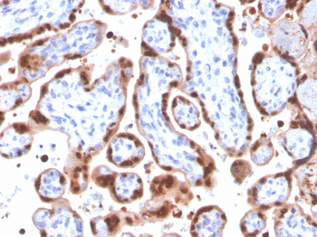 HIF1A Antibody