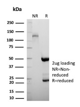 HIF1A Antibody