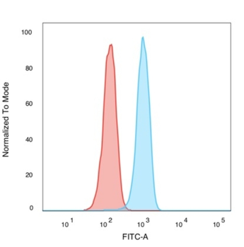 RELA Antibody