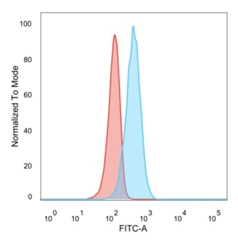 RELA Antibody