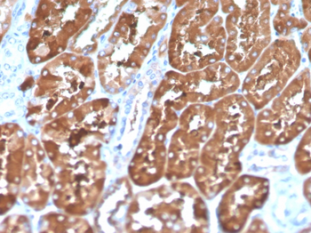FTL Antibody (Biotin)