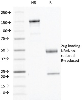 IFNG Antibody (Biotin)