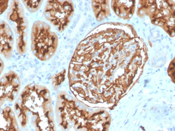 MME Antibody