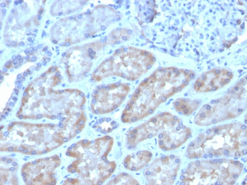 FGF23 Antibody
