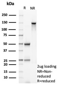 FGF23 Antibody