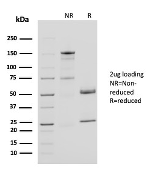 CD40LG Antibody (Biotin)