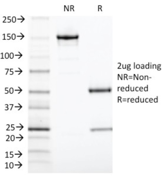 TIA1 Antibody
