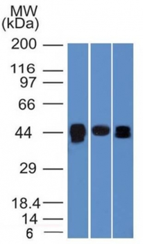 TIA1 Antibody