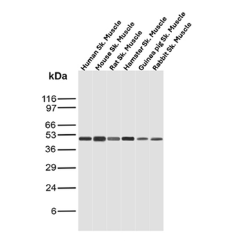 PSMD4 Antibody
